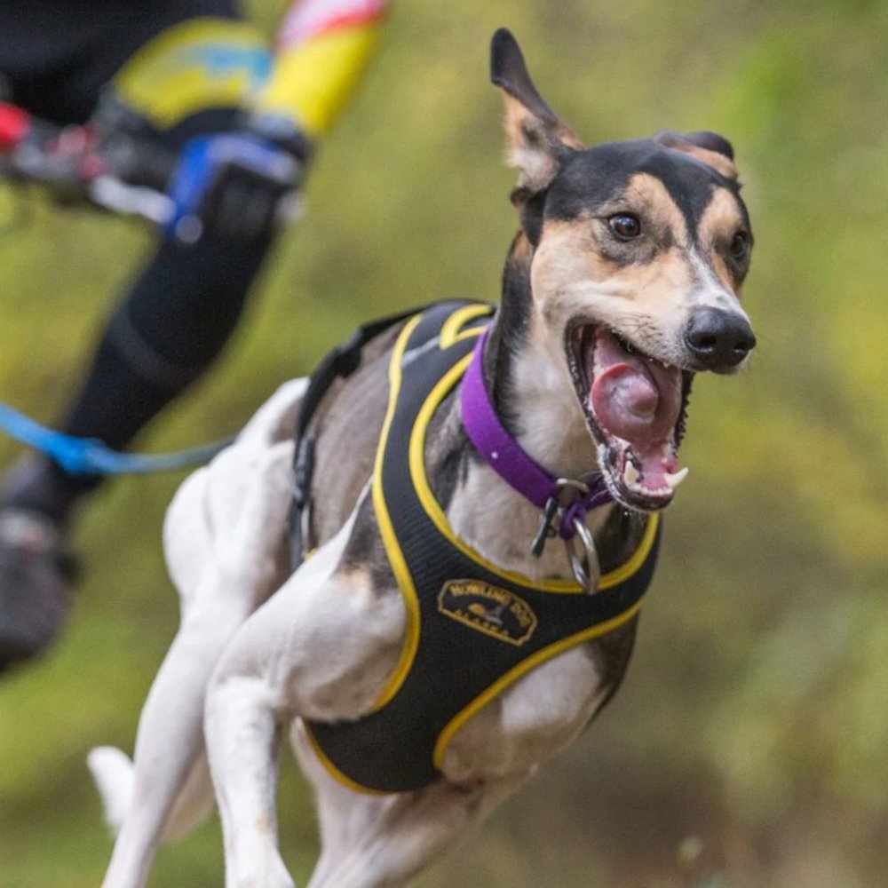 Howling Dog Alaska - Second Skin Harness